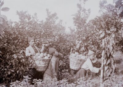 Orangenernte in Jaffa [1918-35]. Bereits 1886 lobte der amerikanische Konsul in Jerusalem, Henry Gillman, die „ausgezeichnete Qualität der Jaffa-Orange“ und „die überlegenen Veredelungstechniken der palästinensischen Zitrusbauern“. [131]