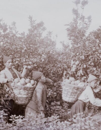 Orangenernte in Jaffa [1918-35]. Bereits 1886 lobte der amerikanische Konsul in Jerusalem, Henry Gillman, die „ausgezeichnete Qualität der Jaffa-Orange“ und „die überlegenen Veredelungstechniken der palästinensischen Zitrusbauern“. [131]