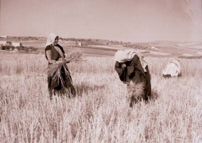 Zwei Bäuerinnen bei der Weizenernte [1918-35]. Mitte der 1930er Jahre besaßen und bewirtschafteten die Palästinenser 4.152.438 mit Getreide bepflanzte Dunams. [125]