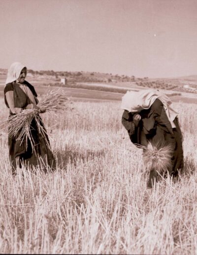 Zwei Bäuerinnen bei der Weizenernte [1918-35]. Mitte der 1930er Jahre besaßen und bewirtschafteten die Palästinenser 4.152.438 mit Getreide bepflanzte Dunams. [125]